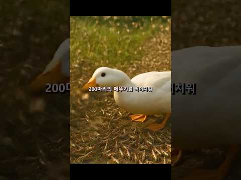 메뚜기를 잡기위해서