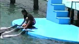 preview picture of video 'Delfin - Show en el medio natural en la Bahía Naranjo...'