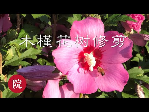木槿花樹