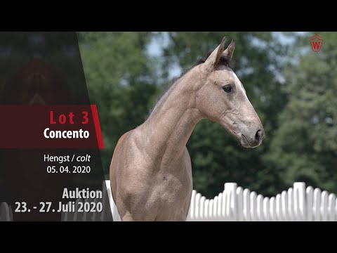 Westfälische Online Auktion 23. - 27. Juli: Lot 3 Hengst v. Contagio - Cellini