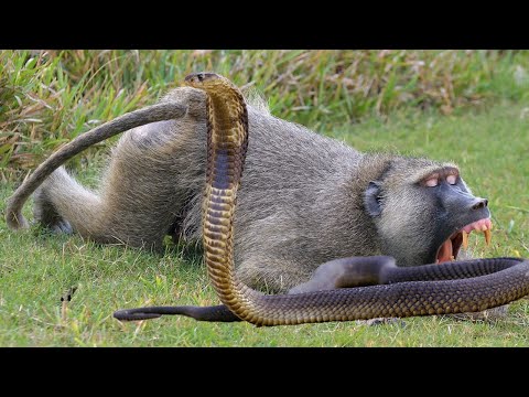 Monkey vs Python Snake real fight!