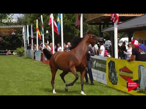 N.147 LC FARFALLA - Ströhen 2017 Int B-Show - 4.6 Years Old Mares (Class I)