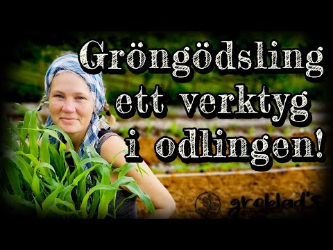 Hur vi planterar majs och använder gröngödsling