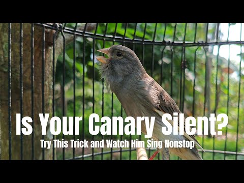 Play This and Your Canary Will Sing Immediately – Belgian Training Sound