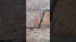 Download lagu #horror #creepy #ghost #horrortok #ghostarea #horrorfilm #ghostlyadventures #horrorghost #snake mp3 Download lagu #horror #creepy #ghost #horrortok #ghostarea #horrorfilm #ghostlyadventures #horrorghost #snake mp3