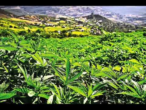 Gont Rabit - Ocean Ganji