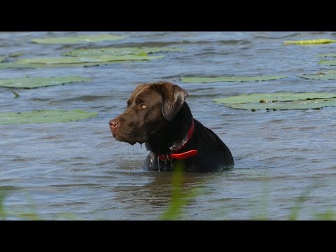 New Labrador Retriever's First Hunt (Jakin, 10 Months Old)