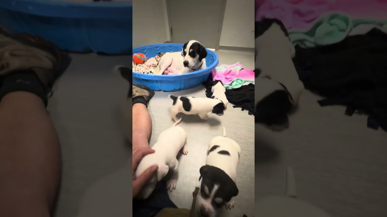 Enlarge Tiki, a Adoptable mixed breed in Columbia Station, OH video 6/6