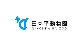Shizuoka · Nihondaira Zoo Polar Bear Live Camera (Suruga Ward, Shizuoka Prefecture) live stream