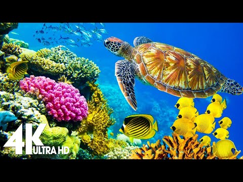 [NEW] 11H Stunning 4K Underwater Wonders - Relaxing Music | Coral Reefs, Fish & Colorful Sea Life