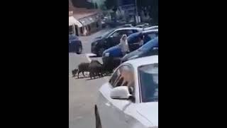 Unos jabalíes roban la compra a una mujer en el supermercado