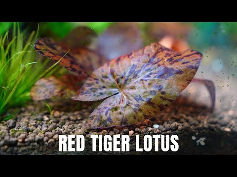 Easy Red Aquarium Plant - How to Grow and Care for Red Tiger Lotus