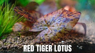 Easy Red Aquarium Plant - How to Grow and Care for Red Tiger Lotus