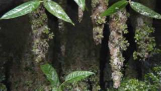 preview picture of video 'Camuy Caves, Puerto Rico'