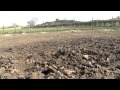Fieldsports Britain - Angry anti, pigshooting with airguns and a record muntjac