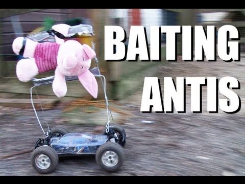 Fieldsports Britain – Angry anti, pigshooting with airguns and a record muntjac Fieldsports Britain – Angry anti, pigshooting with airguns and a record muntjac