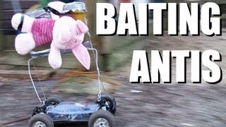 Fieldsports Britain – Angry anti, pigshooting with airguns and a record muntjac