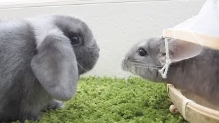 Bunny vs Chinchilla