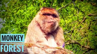 preview picture of video 'Macaque Monkeys in English Forest'