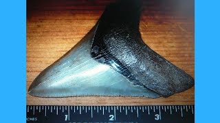 HOT TOPIC: IS MEGLODON STILL ALIVE