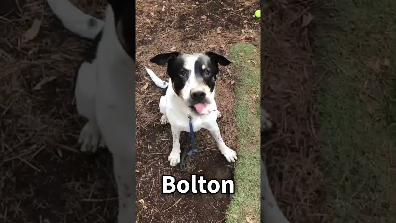 Enlarge Bolton, a Adoptable mixed breed in Kennesaw, GA video 6/6