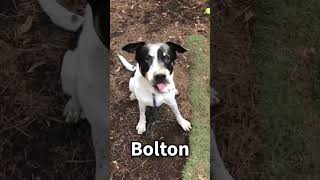 Video preview image #1 Boxer-Unknown Mix Puppy For Sale in Kennesaw, GA, USA