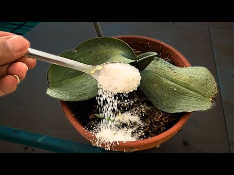How to Revive Any Dying Orchid Fast One Simple Trick