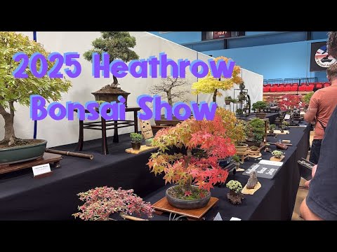 🌳 Heathrow Bonsai Show 2025 | Full Exhibition Tour – UK Bonsai Clubs’ Displays