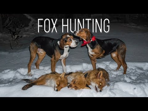 NH: Ketunmetsästys Ajokoirilla | Fox Hunting with Hounds | 2018