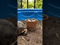 OUTDOOR tortoise ENCLOSURE upgrade!!