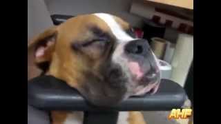 Funny Dogs Snoring Loudly