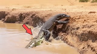 O lagarto-monitor não percebeu o crocodilo? 16 Momentos IMPOSSÍVEIS de Animais na Natureza