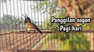 Download lagu PANCINGAN SOGON PAGI HARI SANGAT COCOK UNTUK TERAPI SOGON BAHAN CEPAT GACOR mp3 Download lagu PANCINGAN SOGON PAGI HARI SANGAT COCOK UNTUK TERAPI SOGON BAHAN CEPAT GACOR mp3