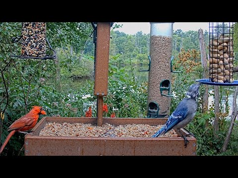 Northern Cardinals And Blue Jays Highlight Morning Visitors At Cornell Feeders – Aug. 13, 2025