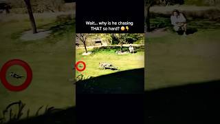 Cheetah Chasing a Mechanical Rabbit