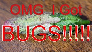 OMG I Got Bugs!!!