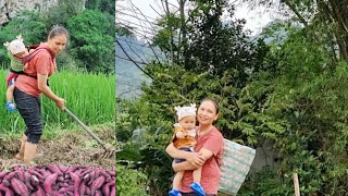 Single mother harvests sweet potatoes to sell/ Takes care of the baby