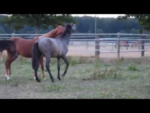 Vento beim Spielen || Hengstjährlinge 2015
