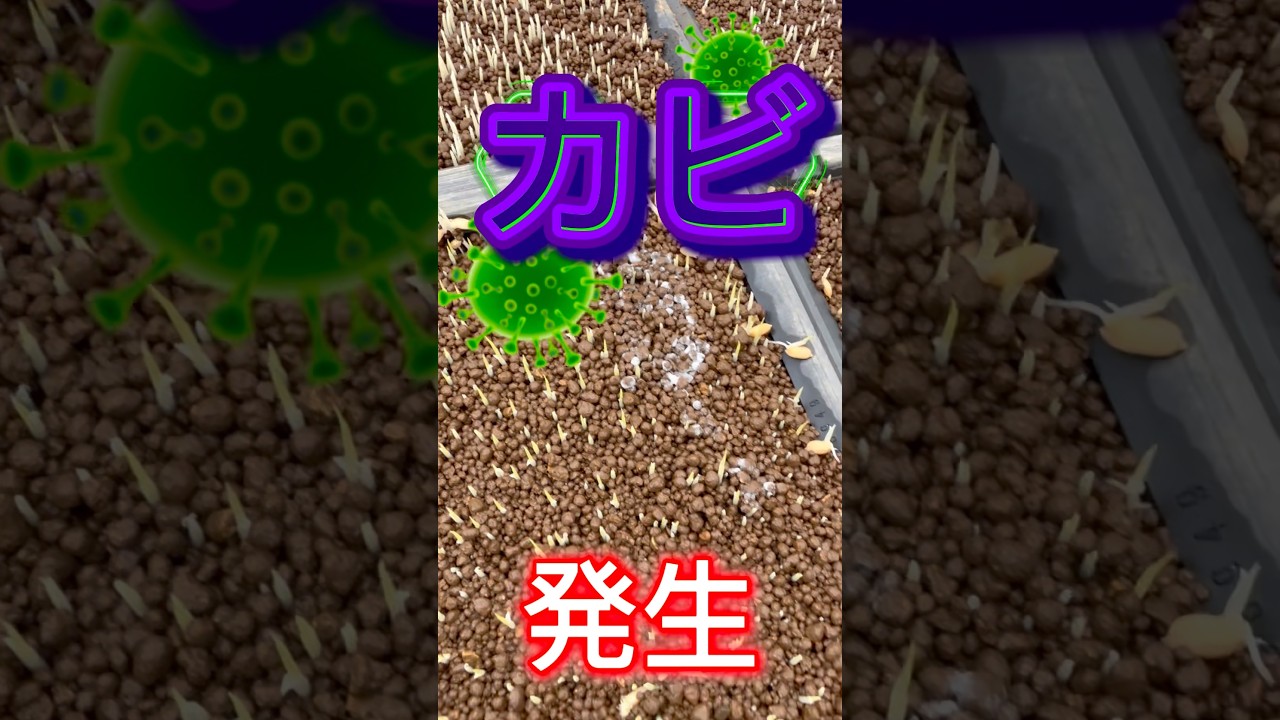 育苗開始　#農業