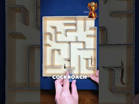 Maze Challenge 🥶💀 | #shorts #trending #challenge