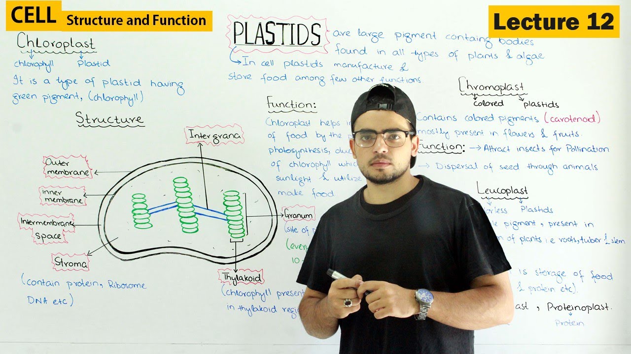Plastids | Chloroplast, Chromoplast & Leucoplast | Video 12