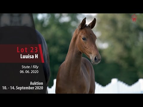 Online-Auktion v. 10. - 14. September 2020 Lot 23 Luuisa H Stute v. Lux Z - Heartbreaker