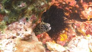 preview picture of video 'Longdong Ocean Park, Northeast Coast, Taiwan 台灣, 東北角, 龍洞公園 - Reticulated moray 虎鰻'