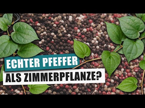 Schwarzer Pfeffer - Erstaunlich einfach aber selten | Pflanzen Portrait