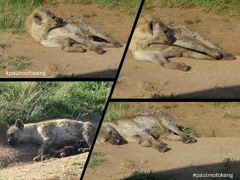 Kruger National Park January 2026 Videos - Hyena