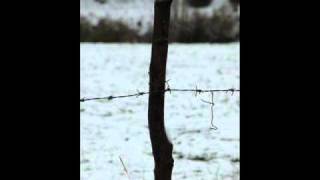 Ordo Rosarius Equilibrio - Ashen like Love and Black like the Snow