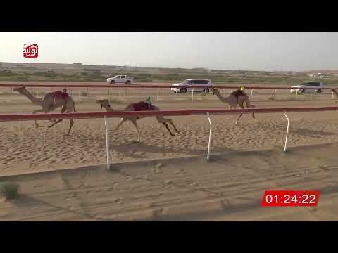  ش 17 (الظبي) لـ سعود بن علي سعود الوهيبي 2.15 ، شارة صندوق الحلفه 2026/07/26 فطامين الجبيب