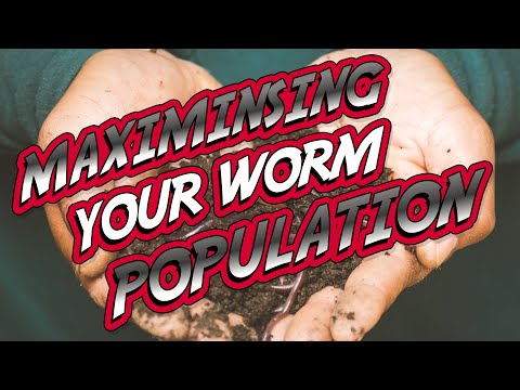 How to MAXIMIZE your WORM FARM POPULATION