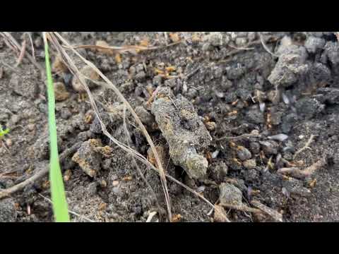 Citronella Ants Hide in the Landscape in Cranbury, NJ