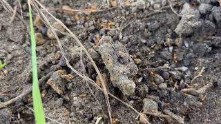 Watch video: Citronella Ants Hide in the Landscape in Cranbury, NJ